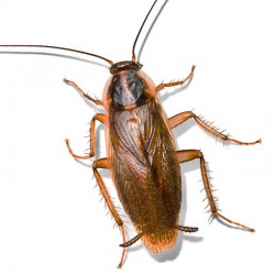 JPG Image, 65KB, 800px × 800px